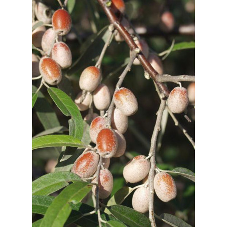 OLIWNIK WĄSKOLISTNY Eleagnus angustifolia