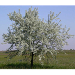 OLIWNIK WĄSKOLISTNY Eleagnus angustifolia