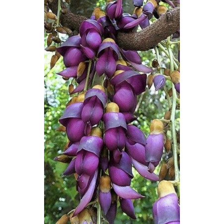 MUCUNA SEMPERVIRENS Mucuna sempervirens