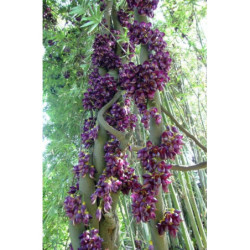 MUCUNA SEMPERVIRENS Mucuna sempervirens