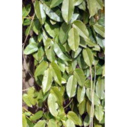 MUCUNA SEMPERVIRENS Mucuna sempervirens