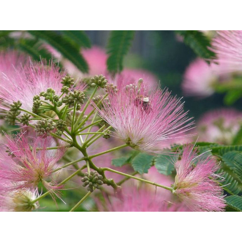 ALBICJA JEDWABISTA Albizia julibrissin