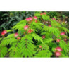 ALBICJA JEDWABISTA Albizia julibrissin