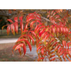 PISTACJA CHIŃSKA Pistacia chinensis