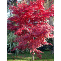 KLON PALMOWY Acer palmatum