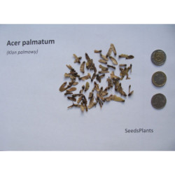 KLON PALMOWY Acer palmatum