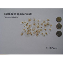 TULIPAN AFRYKAŃSKI Spathodea campanulata