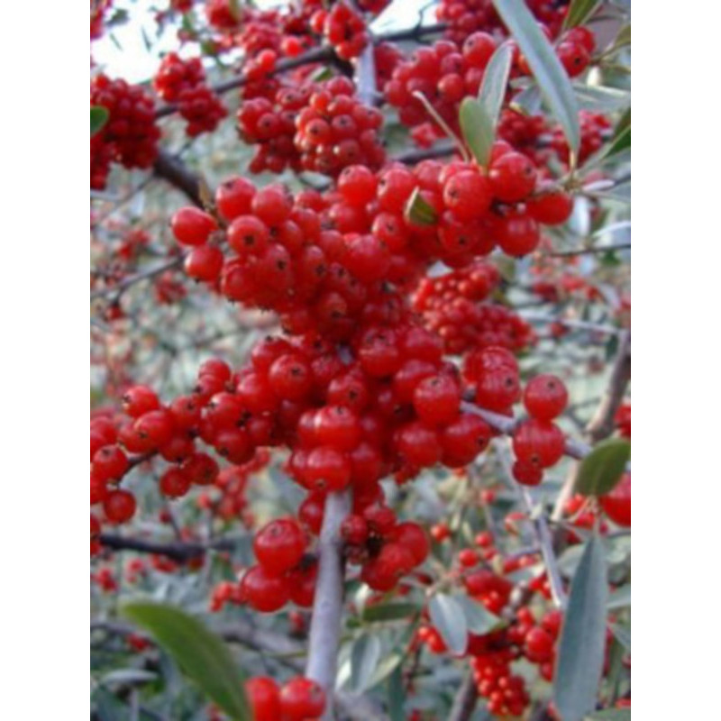 OLIWNIK BALDASZKOWY Eleagnus umbellata