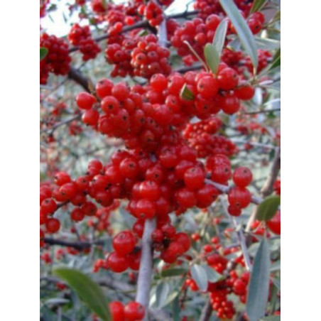 OLIWNIK BALDASZKOWY Eleagnus umbellata