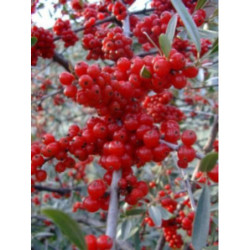 OLIWNIK BALDASZKOWY Eleagnus umbellata