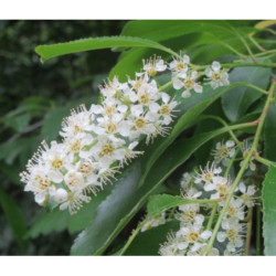 CZEREMCHA AMERYKAŃSKA Prunus serotina