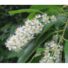 CZEREMCHA AMERYKAŃSKA Prunus serotina