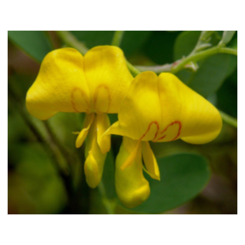 MOSZENKI POŁUDNIOWE Colutea arborescens