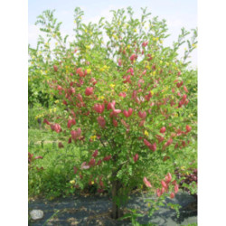 MOSZENKI POŁUDNIOWE Colutea arborescens