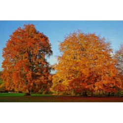  BUK ZWYCZAJNY Fagus sylvatica