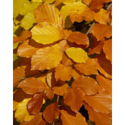  BUK ZWYCZAJNY Fagus sylvatica