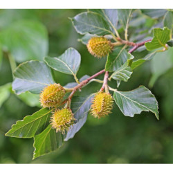  BUK ZWYCZAJNY Fagus sylvatica
