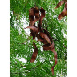 GLEDICZJA TRÓJCIERNIOWA Gleditsia triacanthos