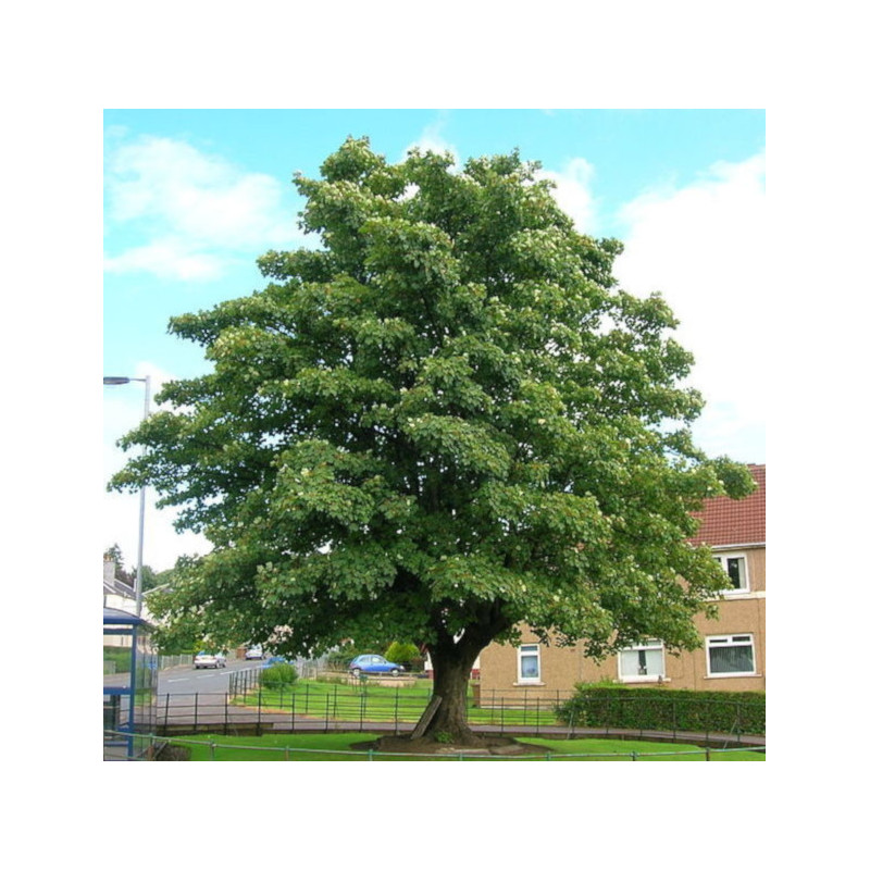 KLON JAWOR Acer pseudoplatanus