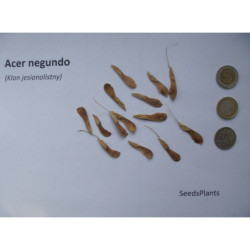 KLON JESIONOLISTNY Acer negundo