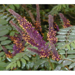 AMORFA KRZEWIASTA Amorpha fruticosa