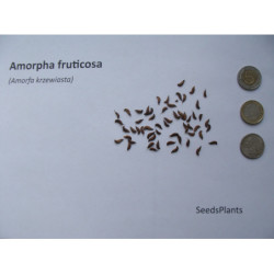AMORFA KRZEWIASTA Amorpha fruticosa