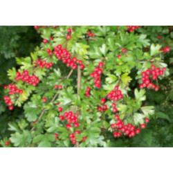 GŁÓG JEDNOSZYJKOWY Crataegus monogyna