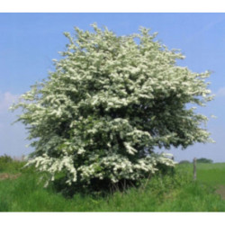 GŁÓG JEDNOSZYJKOWY Crataegus monogyna