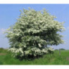 GŁÓG JEDNOSZYJKOWY Crataegus monogyna