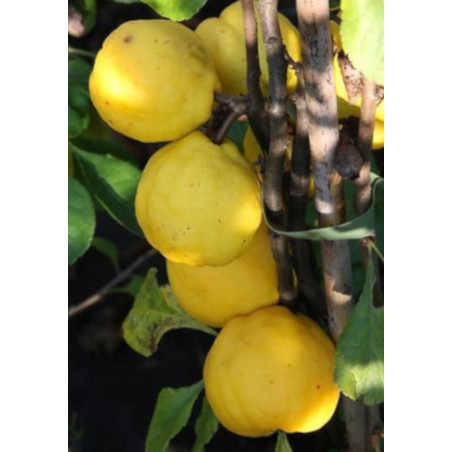 PIGWOWIEC JAPOŃSKI Chaenomeles japonica