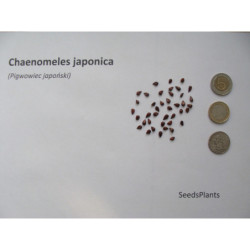 PIGWOWIEC JAPOŃSKI Chaenomeles japonica