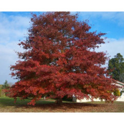 DĄB CZERWONY Quercus rubra