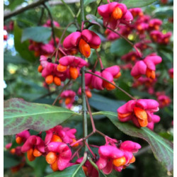 TRZMIELINA POSPOLITA Euonymus europaeus