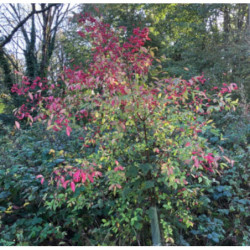 TRZMIELINA POSPOLITA Euonymus europaeus