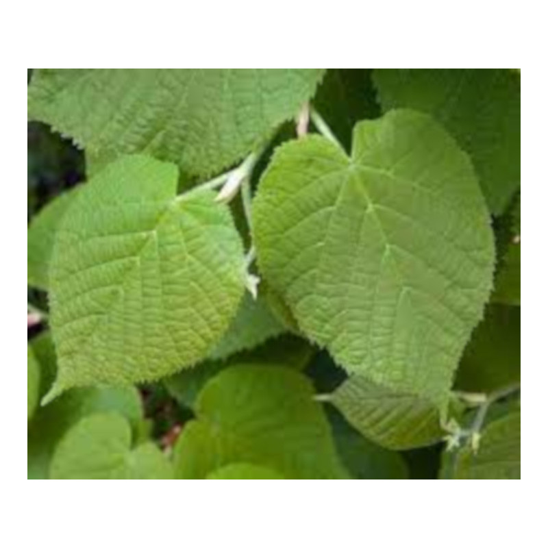 LIPA SZEROKOLISTNA Tilia platyphyllos