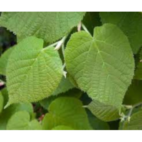 LIPA SZEROKOLISTNA Tilia platyphyllos