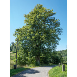 LIPA SZEROKOLISTNA Tilia platyphyllos