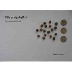 LIPA SZEROKOLISTNA Tilia platyphyllos