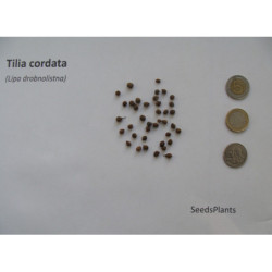 LIPA DROBNOLISTNA Tilia cordata