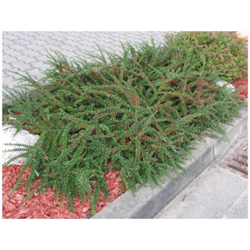 IRGA POZIOMA Cotoneaster horizontalis