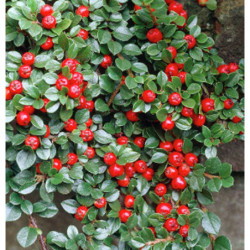 IRGA POZIOMA Cotoneaster horizontalis