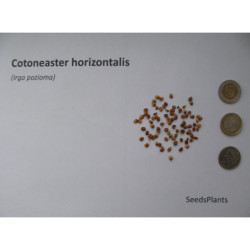 IRGA POZIOMA Cotoneaster horizontalis