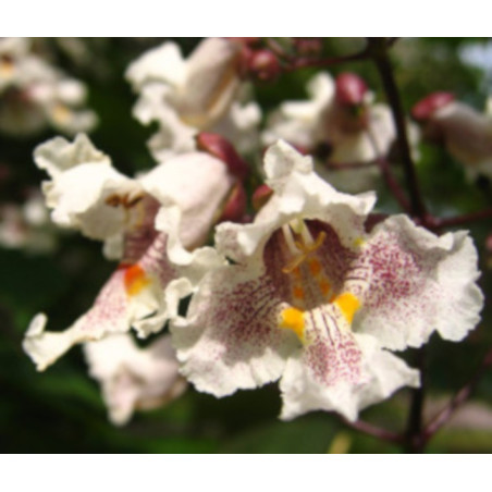 SURMIA ZWYCZAJNA Catalpa bignonioides