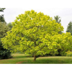 SURMIA ZWYCZAJNA Catalpa bignonioides