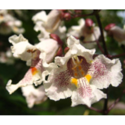 SURMIA ZWYCZAJNA Catalpa bignonioides