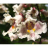 SURMIA ZWYCZAJNA Catalpa bignonioides