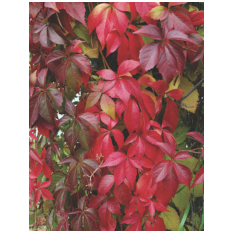 WINOBLUSZCZ Parthenocissus quinquefolia