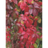 WINOBLUSZCZ Parthenocissus quinquefolia
