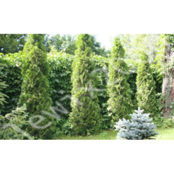 WINOBLUSZCZ Parthenocissus quinquefolia