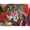 WINOBLUSZCZ Parthenocissus quinquefolia